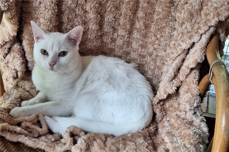 Kater Willy sucht Körbchen für immer