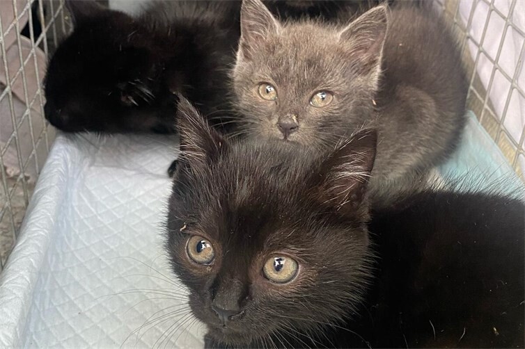 Katzenschutzfreunde schlagen Alarm: Die Not der Katzen wächst immer weiter