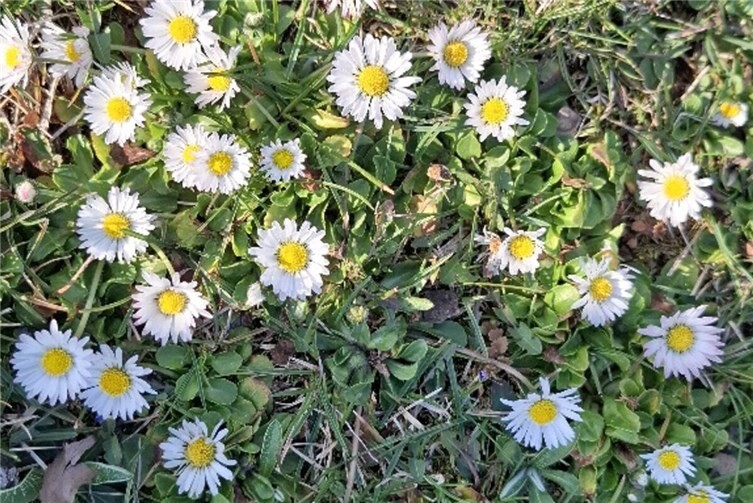 Manche Flühblüher können für Katzen giftig sein